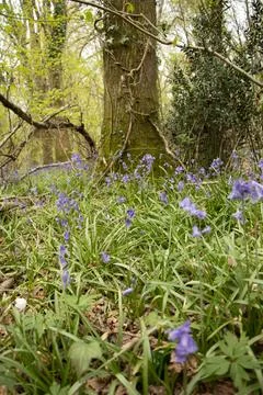 Bluebells Stock Photos