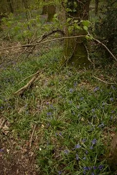 Bluebells Stock Photos
