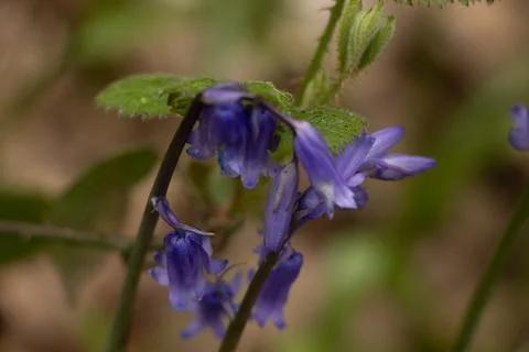 Bluebells Stock Photos