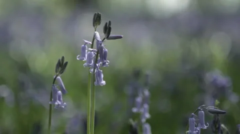 Bluebells rack focus Stock Footage