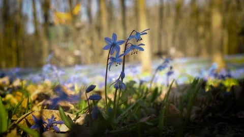 Bluebells in the shade in the spring forest. Close - up of Scilla siberica Video stock 103806538