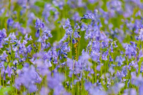Bluebells on a soft focus background Stock Photos