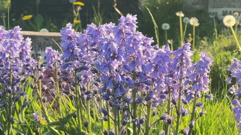 Bluebells in Spring Vidéo 308584831