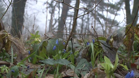 Bluebells in spring forest. Stock Footage 128539896