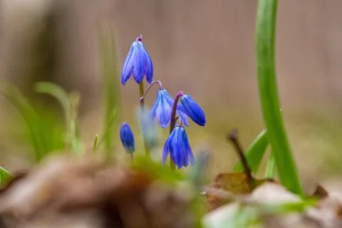 Bluebells in spring forest Stock Photos