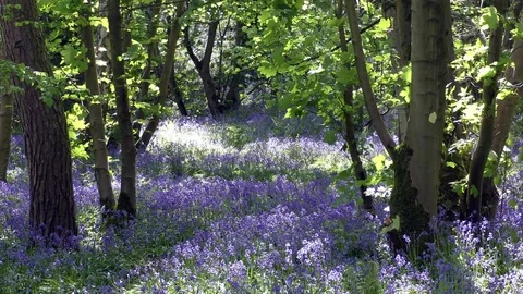 Bluebells spring sunshine movement Stock Footage 77267559