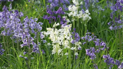 Bluebells in Spring in the UK 스톡 동영상 333458253