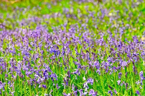 Bluebells in Springtime Foto stock