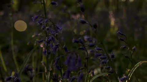Bluebells Sun Dance - Timelapse - 4K - 23.98 fps - England - UK Stock Footage 147488487
