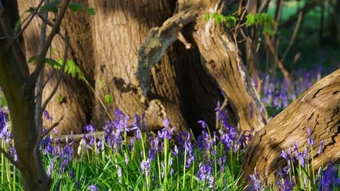 Bluebells in sunlight by tree trunk and log 库存影片 74951364