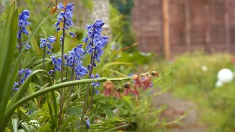 Bluebells swaying in wind Видео 75459066