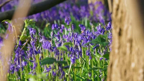 Bluebells with tree trunk in foreground Stock-Footage 74950425