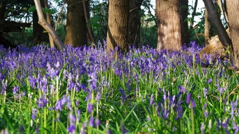 Bluebells with trees in background Stock Footage 74950502