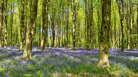 Bluebells Under Beech Trees Stock Photos