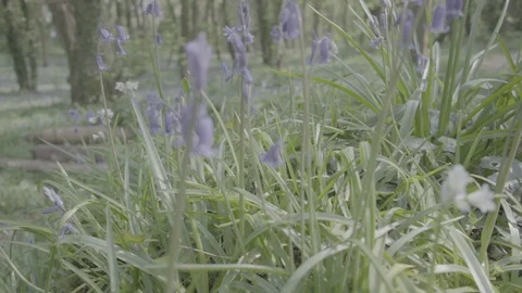 Bluebells in Woods Close Up 2 - SLOG 120fps Vidéo 129760180