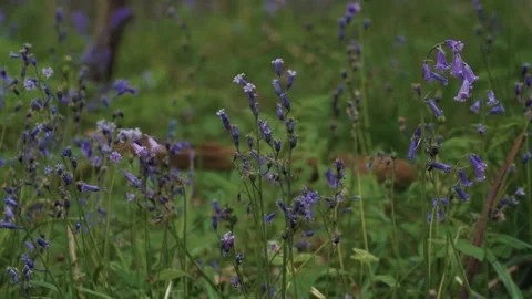 Bluebells in the woods with a fallen log Vidéo 130908136