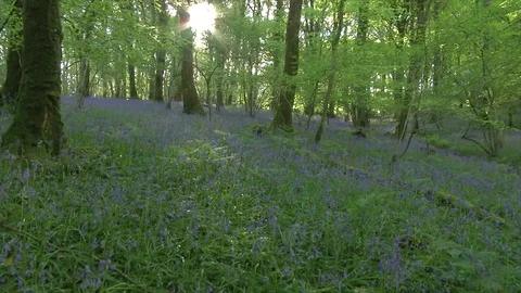 Bluebells in woods Stock Footage 74502432