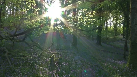 Bluebells in woods Stock Footage 74503470