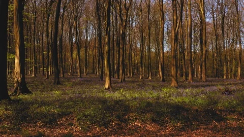 Bluebells in the Woods Stock Footage 106785829
