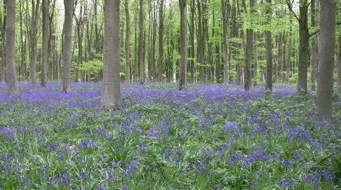 Bluebells00 库存影片 410158