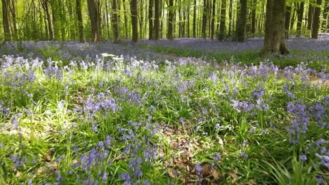 Bluebells01 库存影片 308563298