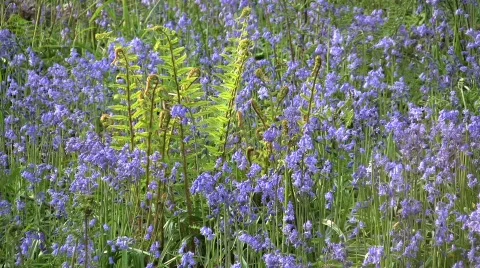 Bluebellslong Stock-Footage 355430