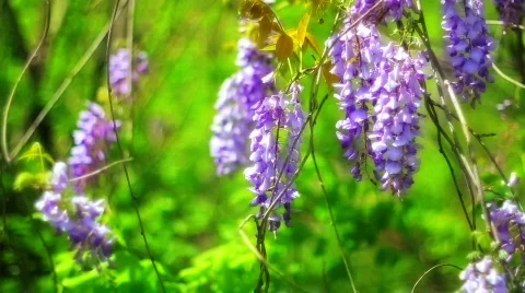 BluebellTreeFlowers Stock Footage 809791