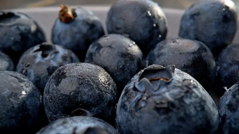 Blueberries background. Blue colored berries shot in macro close-up as large Stock-Footage 129796329