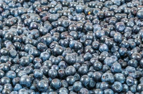 Blueberries background Stock Photos