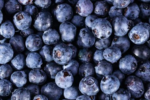 Blueberries background 写真素材
