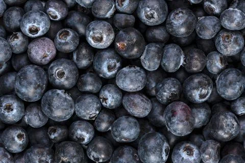 Blueberries Background Stock Photos