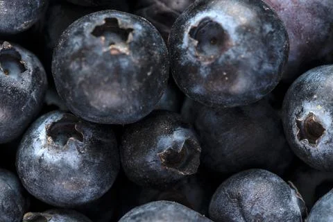 Blueberries Background Stock-Fotos