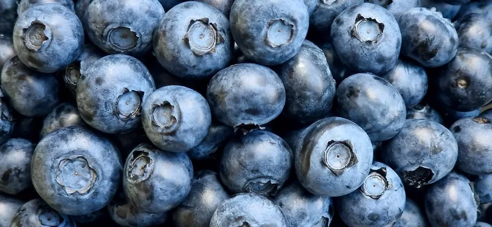 Blueberries as a background. Stock Photos