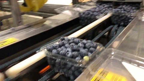 Blueberries Being Packed In Pints Stock Footage 113963724