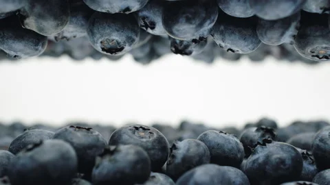 Blueberries berries white background mirrored slide shot place for title or logo Stock Footage 226587010