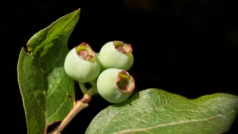 Blueberries on black 스톡 사진