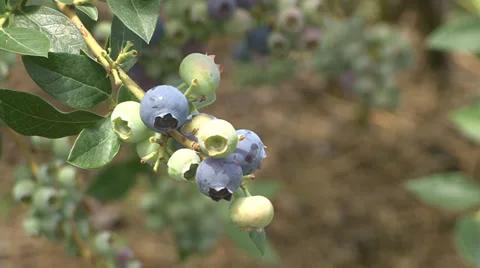 Blueberries on branch close up Stock Footage 39952868