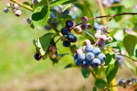 Blueberries on the branch closeup Stock Photos