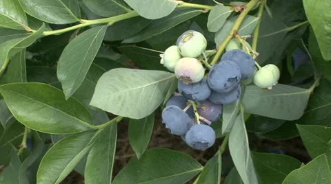 Blueberries on branch Stock Footage 39952716
