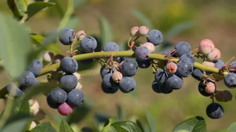 Blueberries on branch 스톡 동영상 63368190