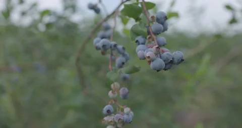 Blueberries on a Branch Stock Footage 200846650