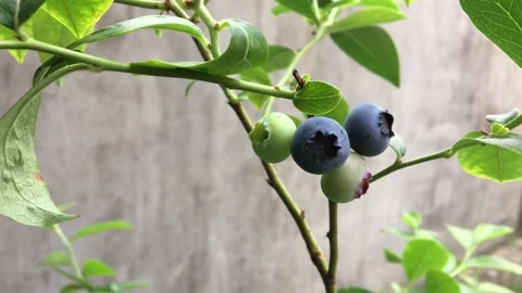  Blueberries on the branches close-up.  Stock Footage 158746816