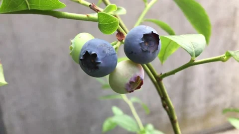  Blueberries on the branches close-up.  Stock Footage 158746819