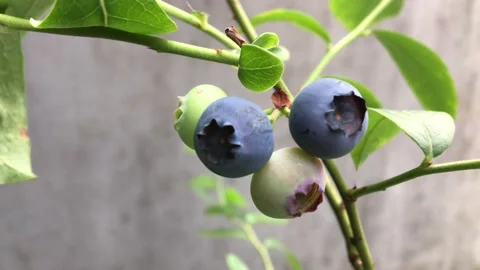  Blueberries on the branches close-up.  Stock Footage 158746903