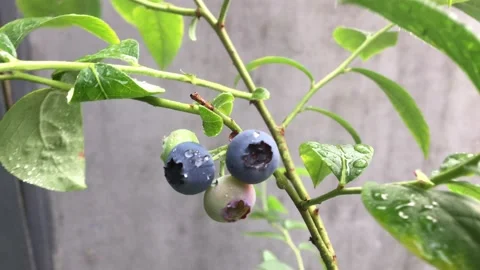 Blueberries on the branches close-up.  Stock Footage 158747023