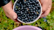 Blueberries In A Bucket. Collection Of Berries Of Ripe Juicy Fruits. Stock Footage