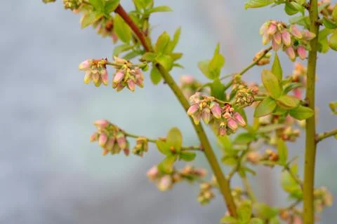 Blueberries, budding, branch, close-up Stock Photos