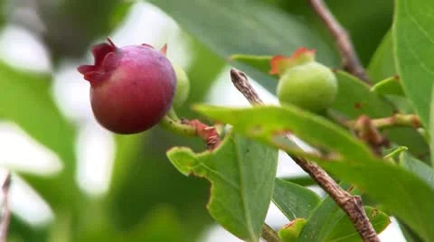 Blueberries on bush; 2 Stock Footage 12211663