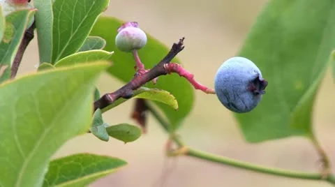 Blueberries on bush; 3 Stock-Footage 12211706