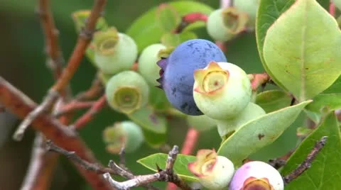 Blueberries on bush; 4 Stock Footage 12211832